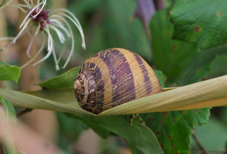 Gasteropoda pisano....